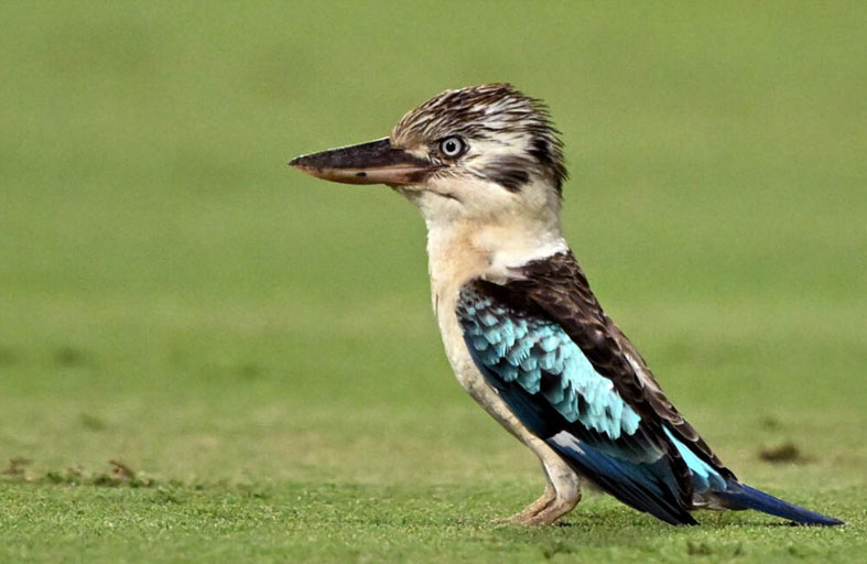 علماء يوثقون معدلا مرتفعا لتغيير الجنس لدى بعض الطيور 