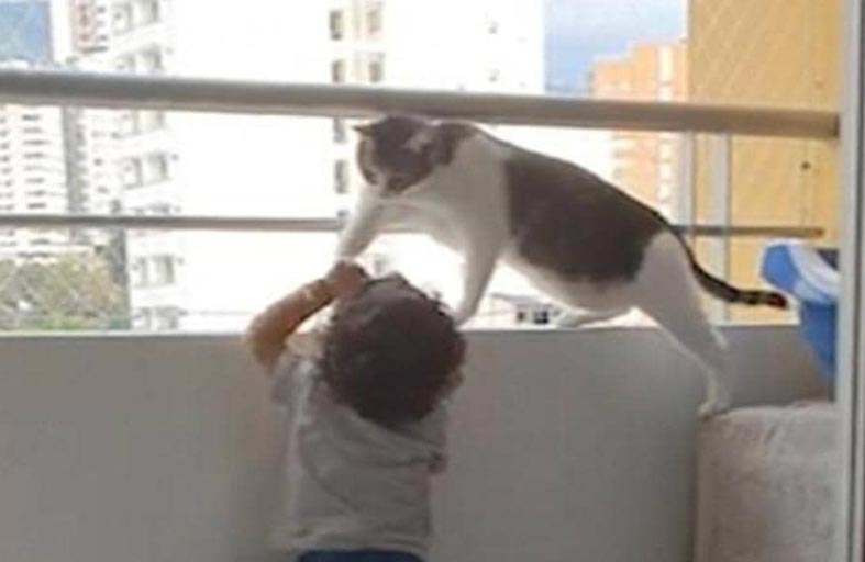 فيديو مؤثر.. قطة تنقذ طفلا من الموت 