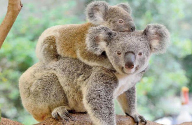 فيروسات تهدد بانقراض دببة الكوالا