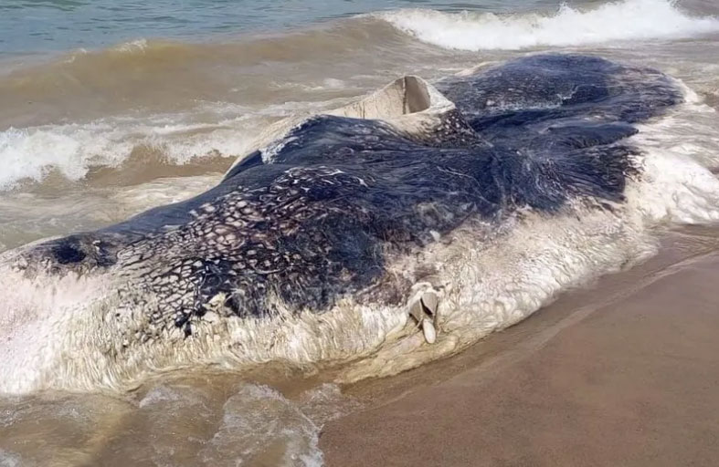 البحر يلفظ حوتا نافقا على شاطئ بلدة لبنانية