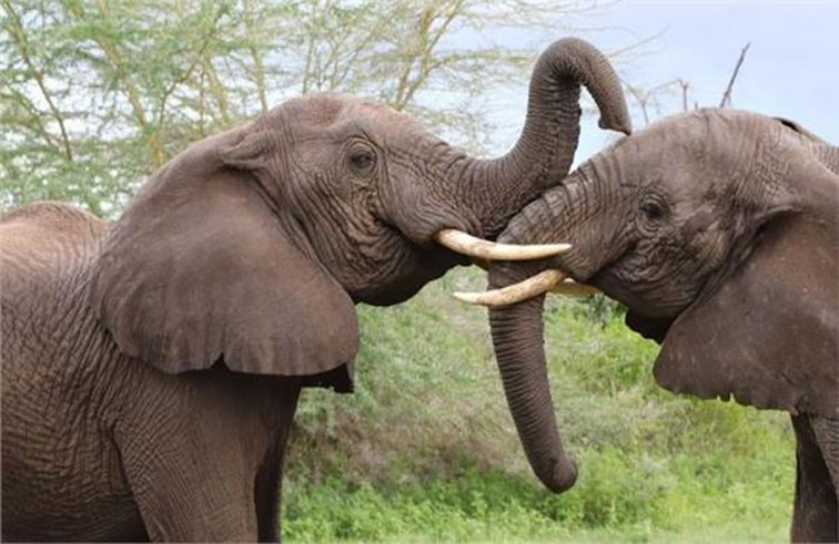 فيلان في مهمة رسمية.. يبحثان عن نمر هارب