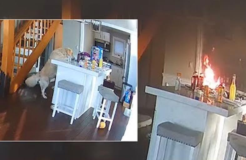 كلب يشعل النار في منزل 