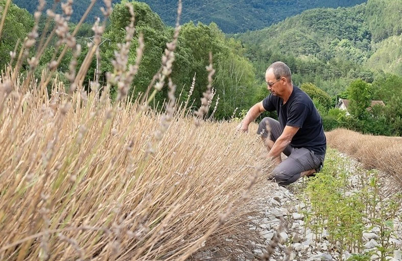 اليرقات تسرق اللون البنفسجي من خزامى فرنسا