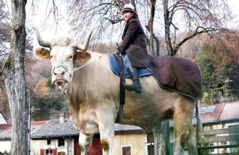  ثور يخال نفسه حصاناً في فرنسا