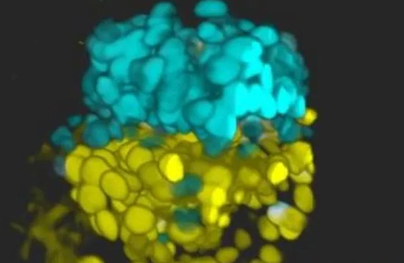 نماذج الأجنة البشرية في المعمل.. لماذا الجدل الكبير؟