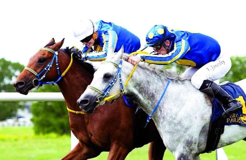 اليوم.. نخبة الخيول العربية الأصيلة تشارك في سباق زايد بالسويد