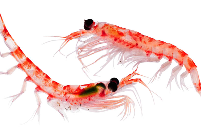 مضادات أكسدة في 3 أنواع من المأكولات البحرية قد تزيد من العمر الافتراضي بنسبة 20 %