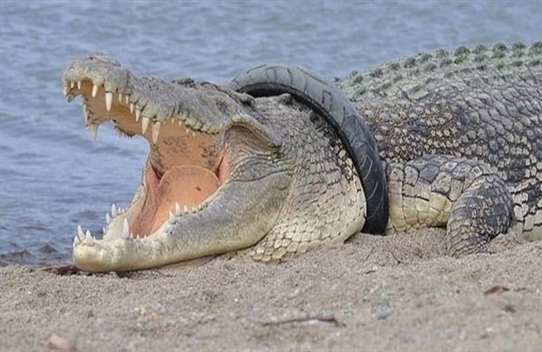 إطار عالق في رقبة تمساح 4 أعوام 