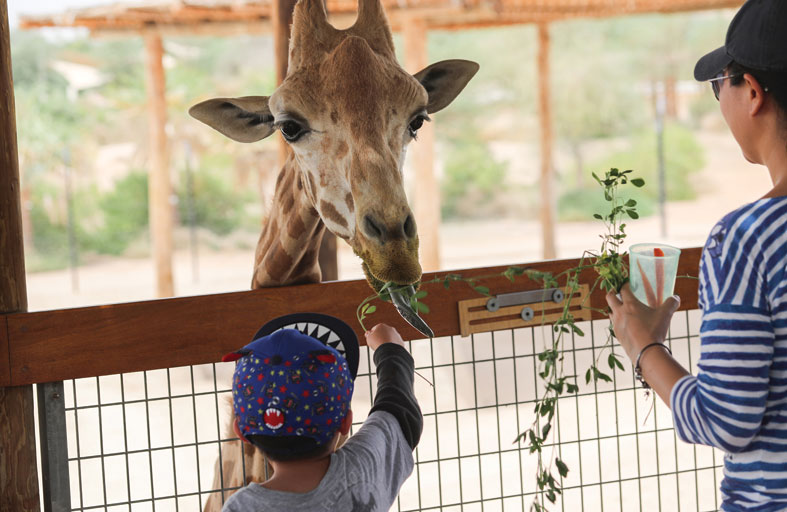 حديقة الحيوان بالعين تنظم أنشطة تفاعلية بمناسبة يوم الزرافة العالمي