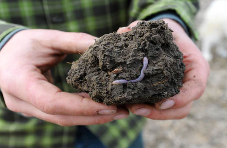 ديدان الأرض تقدم «مساهمة كبيرة» في الإنتاج الزراعي