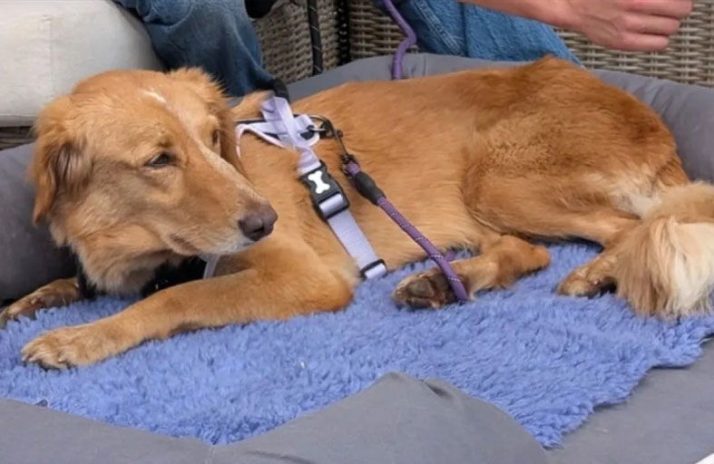 كلبة ضائعة تقطع 160 كم وتسبح 1.6 كم لتعود لمالكها