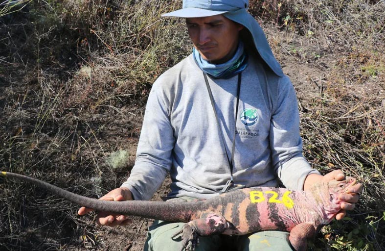 رصد زاحف مهدد بالانقراض لأول مرة منذ عقود