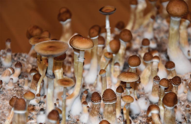 «المشروم المخدر» يثير ضجة في مصر