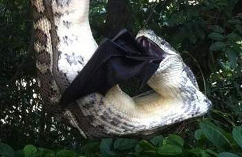 ثعبان ضخم يبتلع أكبر خفاش في العالم