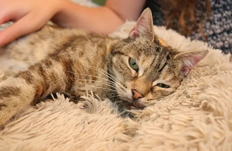 القطة صاحبة أقوى خرخرة