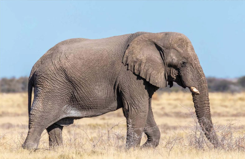 رصد نادر لـ«فيل الشبح» في السنغال 