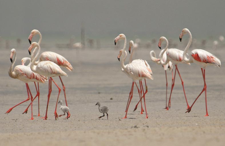 هيئة البيئة تعقد ورشة للتشاور حول وضع سياسة للتنوع البيولوجي لإمارة أبوظبي