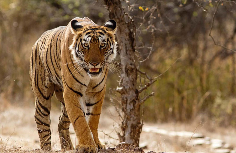 ينتزعون شعر نمر لـ«جلب الحظ»