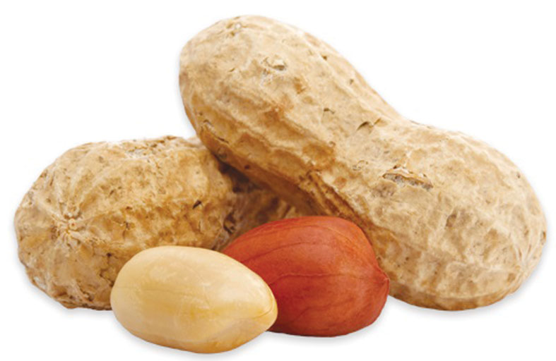 الفول السوداني