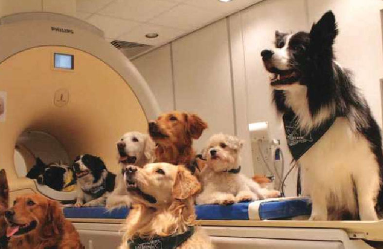 الكلاب تقود ثورة في أبحاث سرطان البشر