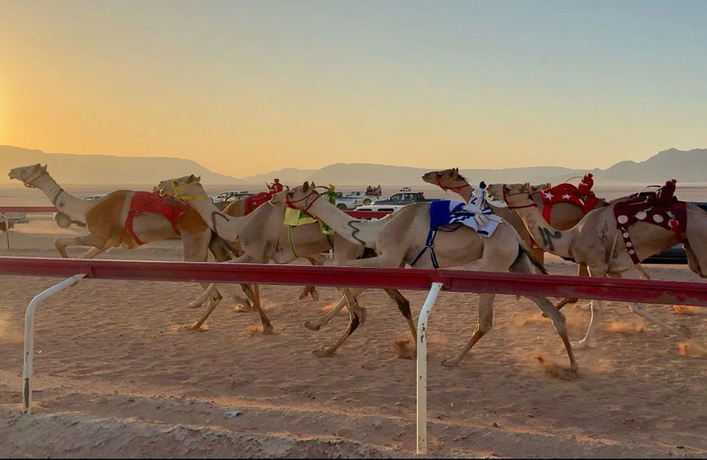 انطلاق فعاليات موسم الأردن لسباقات الهجن على ميدان الشيخ زايد