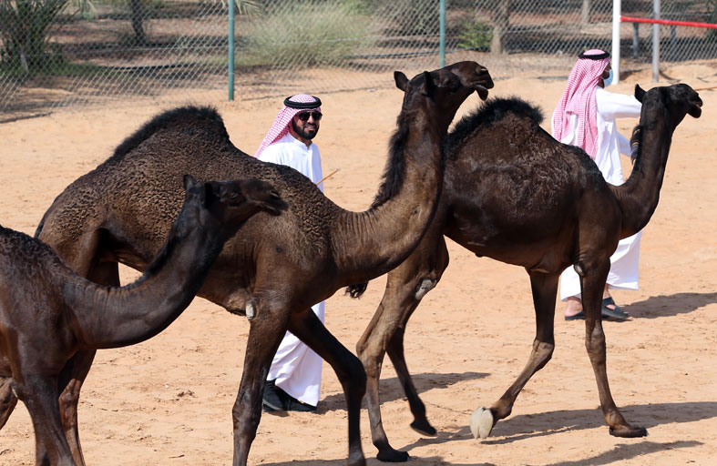 برعاية رئيس الدولة.. مهرجان الظفرة ينطلق بمدينة سويحان اليوم