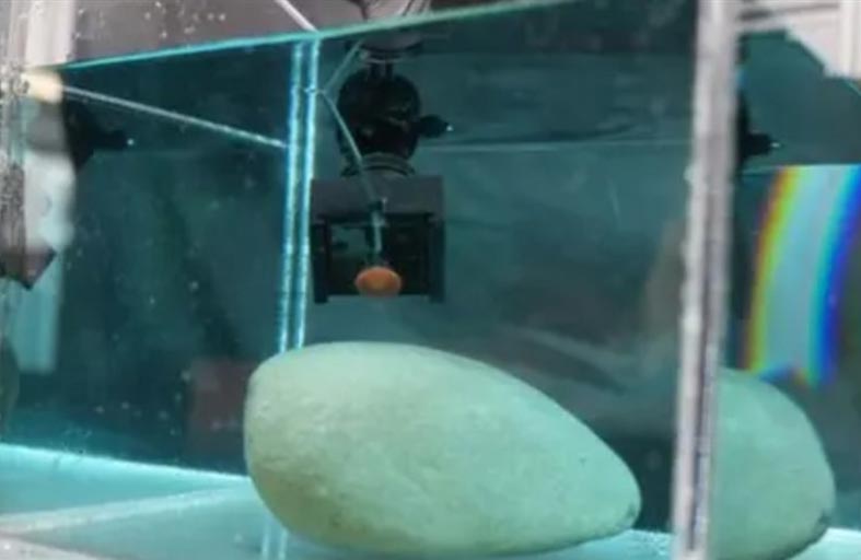 مادة مستوحاة من الأخطبوط تنجح في تثبيت الأشياء تحت الماء