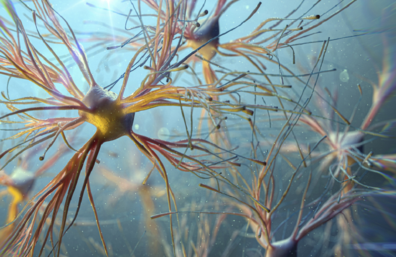 اكتشاف خلايا في الدماغ تتعقب وتنظم مستويات السكر في الدم