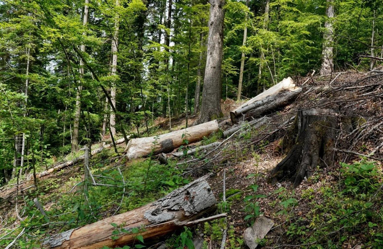 في جبال الكاربات.. يكافحون إزالة الأشجار 