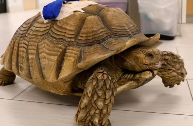 طعن سلحفاة وادعى الثمالة لا القسوة