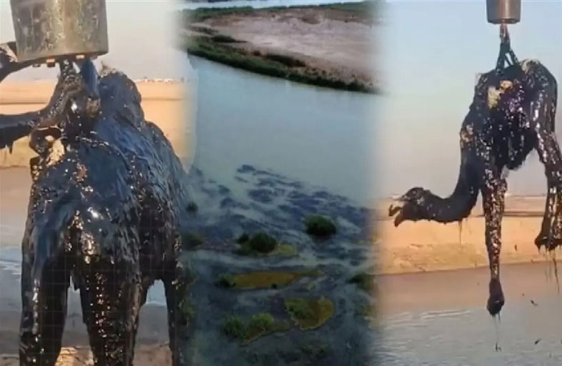 إنقاذ جمال عالقة في مستنقع نفطي 