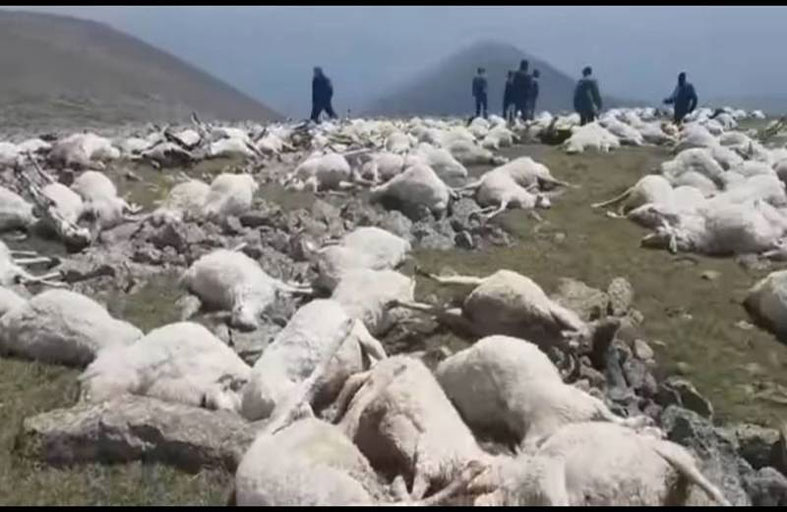 صاعقة تقتل 550 رأسا من الأغنام