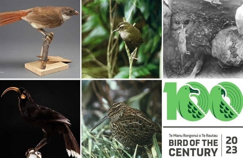 نيوزيلندا تبحث عن طير القرن المنقرض