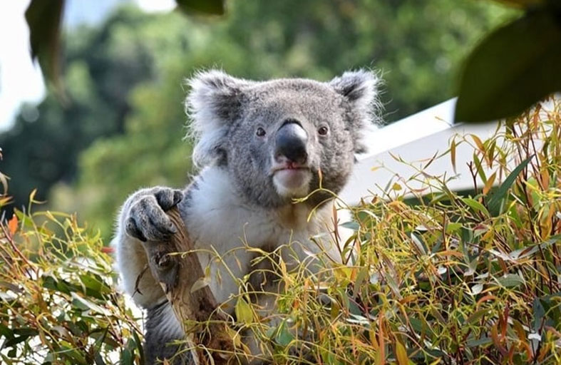 أستراليا تقر أول لقاح عالمي لإنقاذ الكوالا 