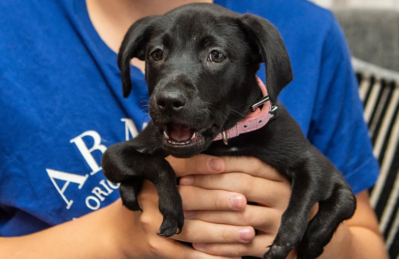 العثور على أنثى كلب بـ 6 أرجل