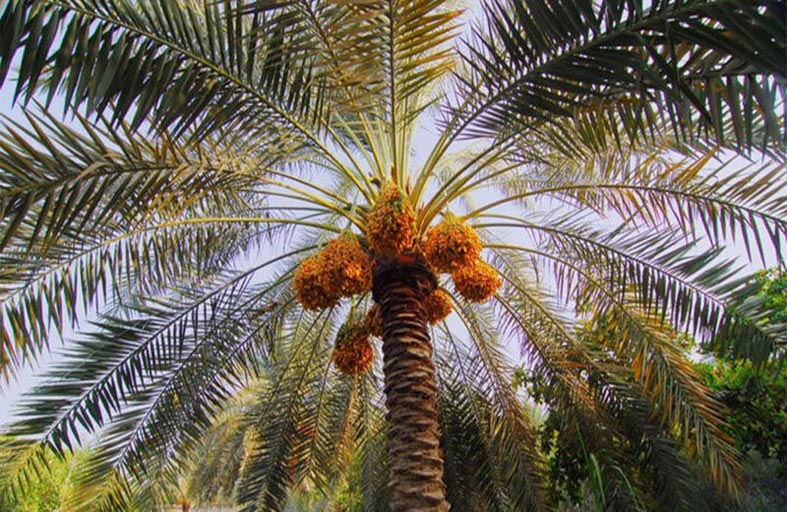 يرتكب مجزرة عائلية.. والسبب نخلة