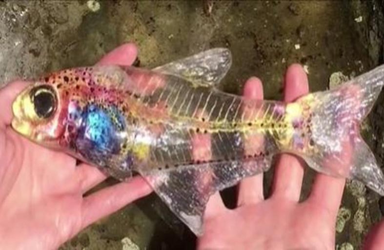 سمكة شفافة بـ125 ألف دولار