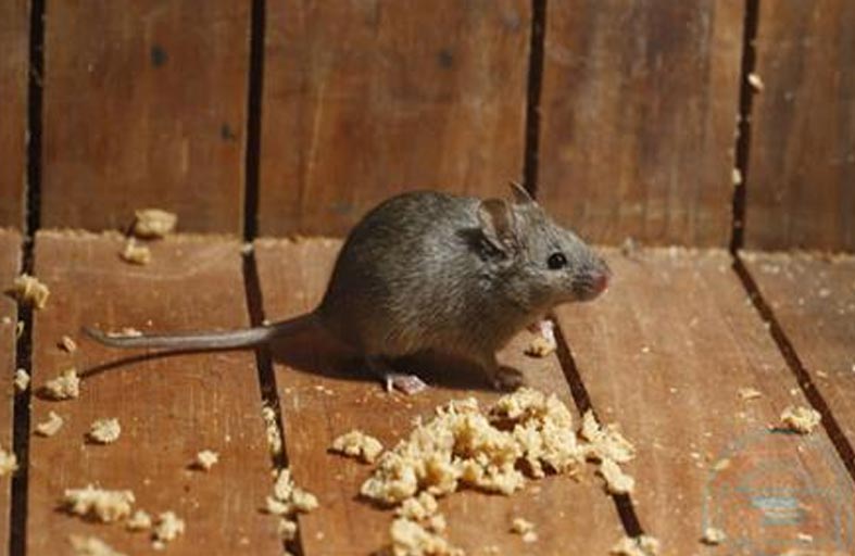 حاولت تسميم الفئران فقتلت نفسها بالخطأ