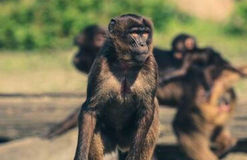 قرد يقتل رجلا