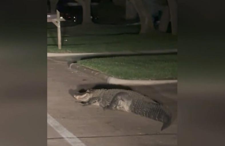 تمساح يتجول بمنطقة سكنية