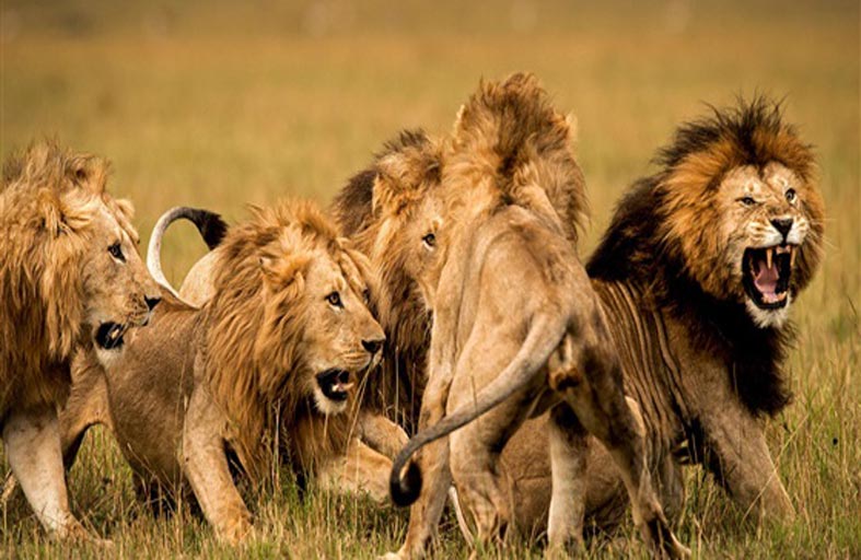 دراسة توضح الخطر الداهم على الحيوانات