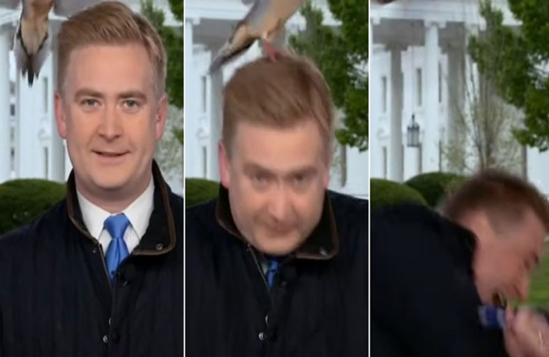 حمامة تهاجم مراسل «فوكس نيوز »