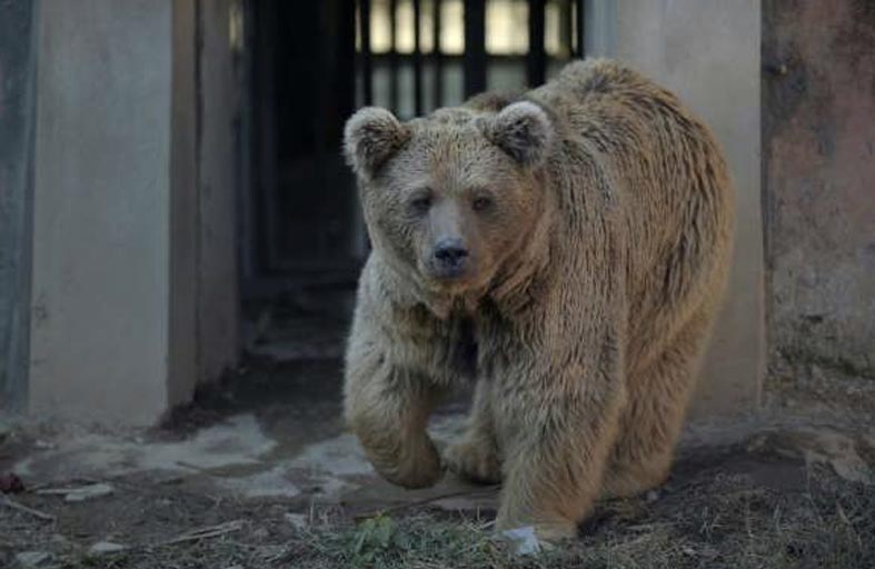 فرنسا ألغت الطلقات لتخويف الدببة