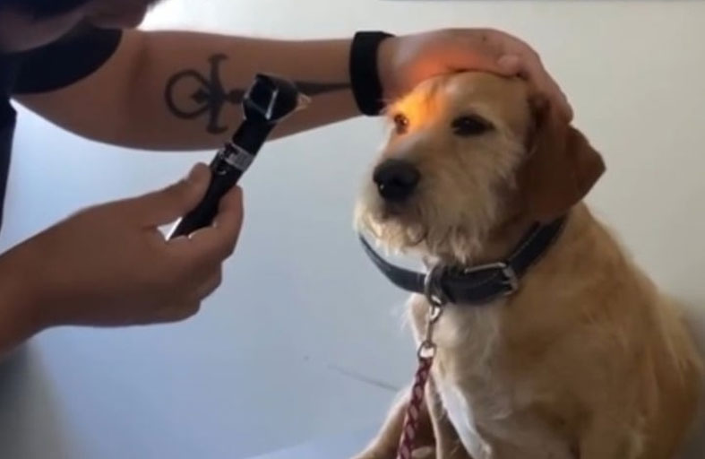 كلب خدع الجميع وادّعى العمى ليعيش بسلام! 