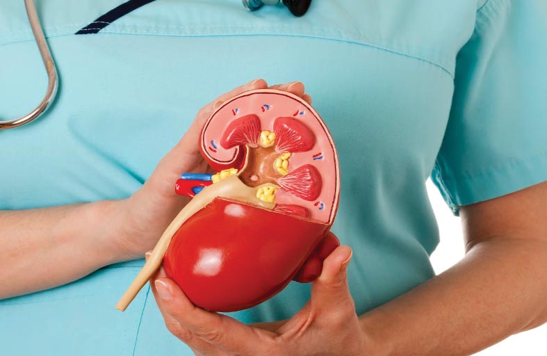 بحث جديد يطور دواء محتملا لمنع الفشل الكلوي