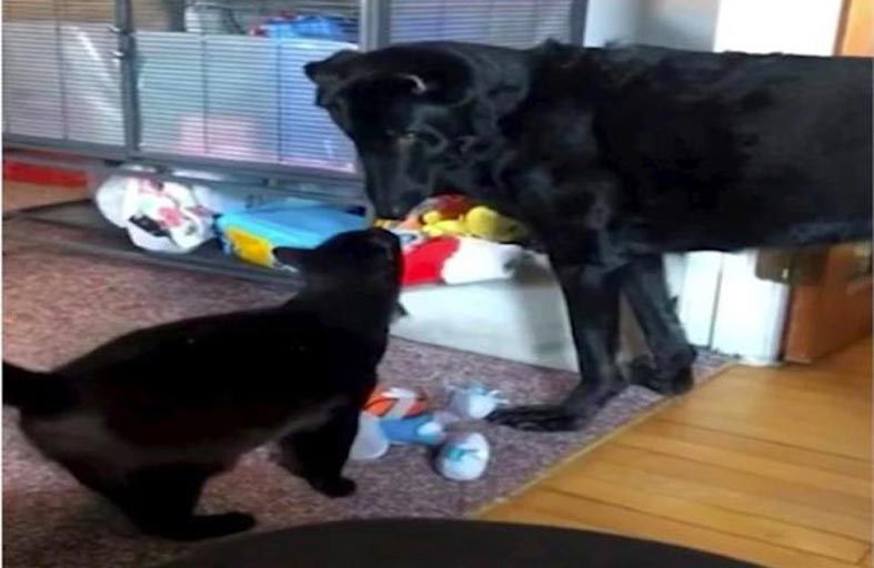 صداقة بين قطة وكلب أعمى