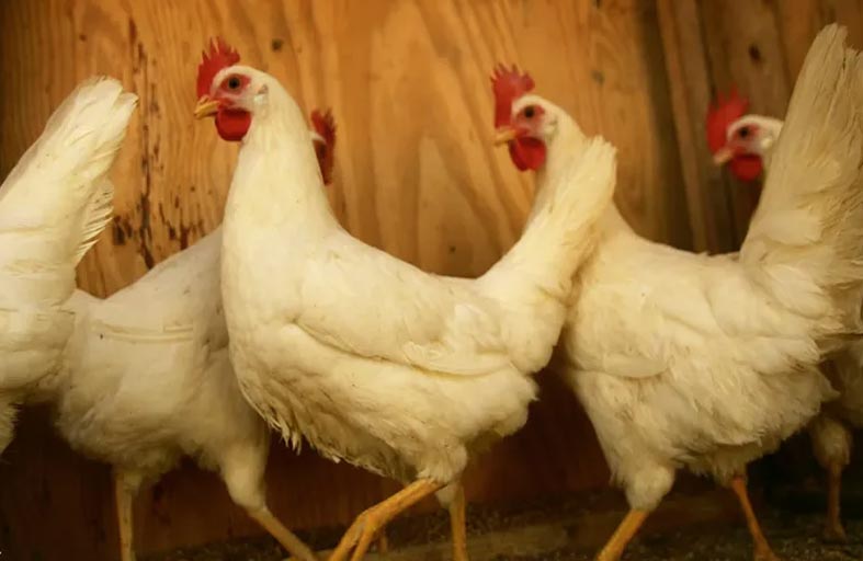 دراسة تحدد تاريخ البشر والدجاج