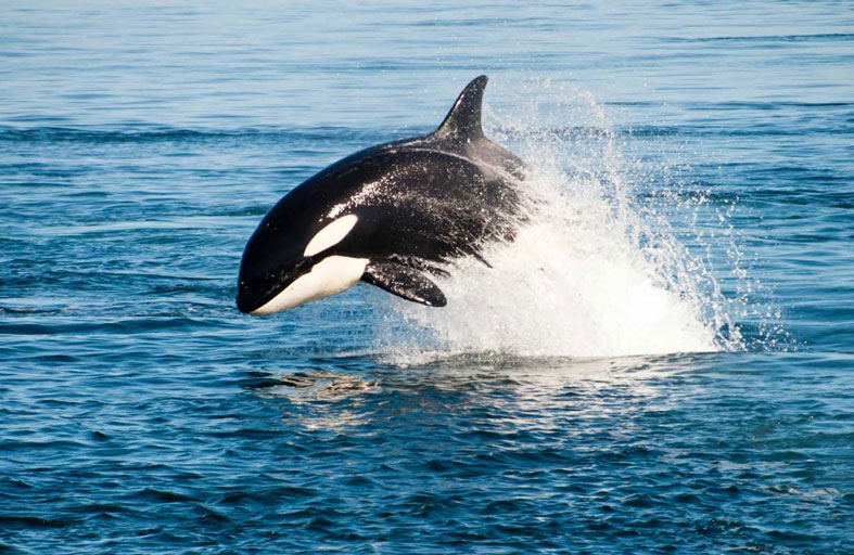 أنثى حوت الأوركا تنعى صغيرها الميت