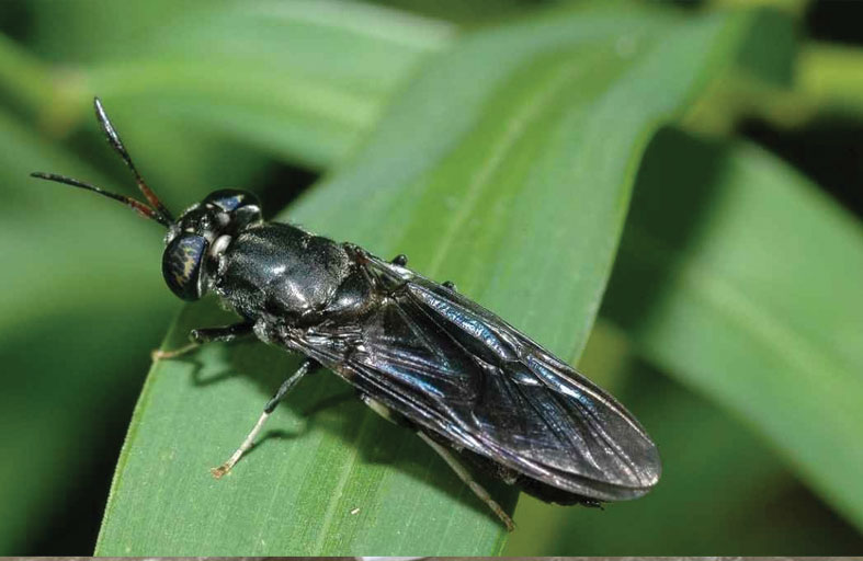 طبيب كوبي يترك الطب لتربية الذباب