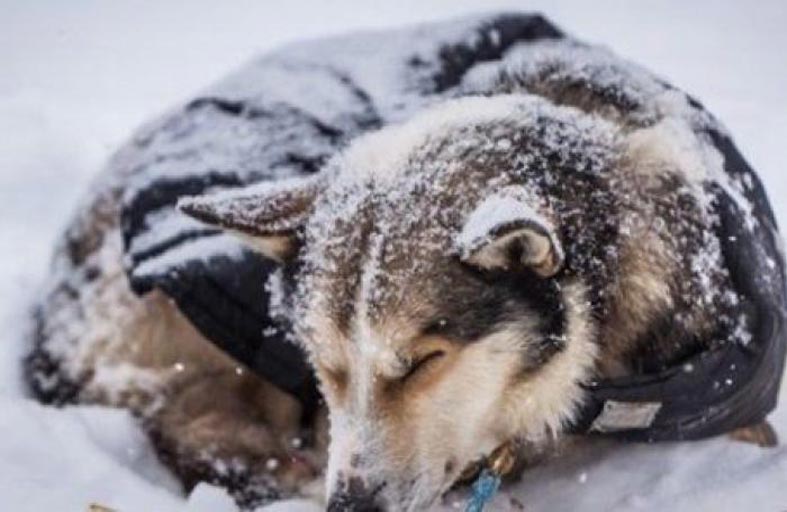 إنقاذ «الكلب المتجمد».. 54 تحت الصفر